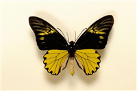 Malay birdwind butterfly ( Troides a. amphrysus). The specimen is from West Java, Indonesia. It lives in rainforests and feeds on flowering trees and bushes. This specimen is from the Greenwood collection.